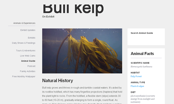 Screenshot taget 2015-05-13 af http://www.montereybayaquarium.org/animal-guide/plants-and-algae/bull-kelp